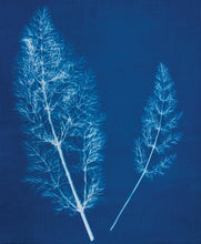 Cargar imagen en el visor de la galería, JACQUARD - Cyanotype Set - Set de Cianotipia
