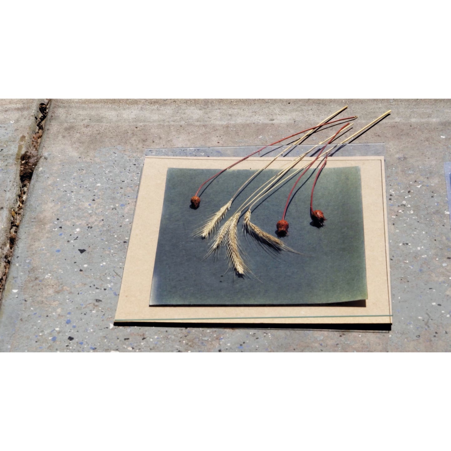 Jacquard Cyanotype Kit - KIt de Cianotipia